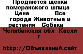 Продаются щенки померанского шпица › Цена ­ 45 000 - Все города Животные и растения » Собаки   . Челябинская обл.,Касли г.